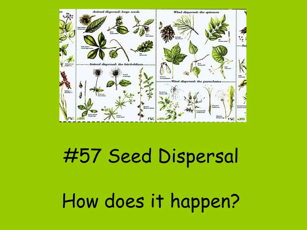 57 seed dispersal how does it happen
