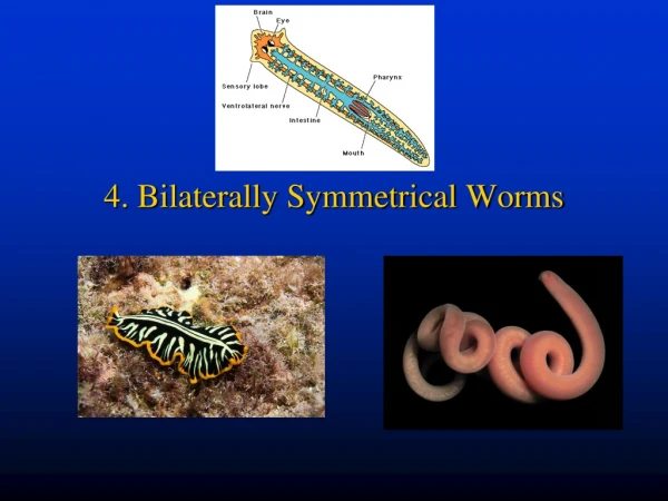 4. Bilaterally Symmetrical Worms