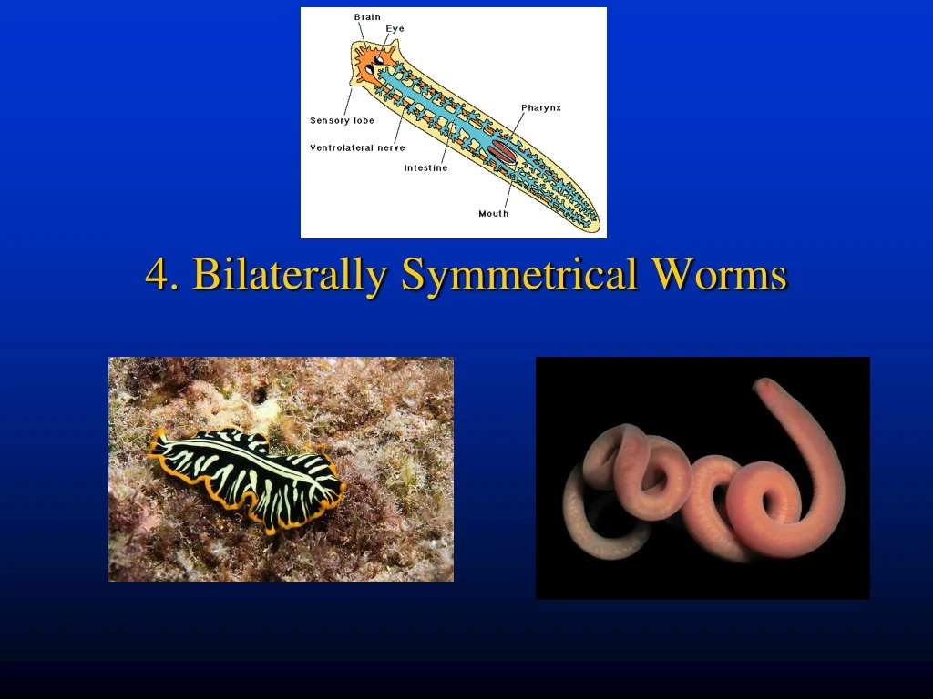 4 bilaterally symmetrical worms