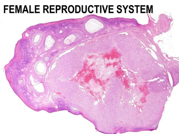 FEMALE REPRODUCTIVE SYSTEM