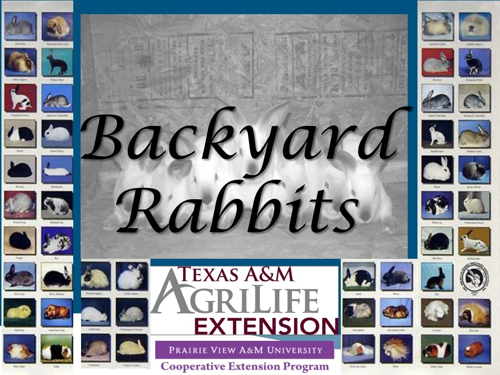 backyard rabbits