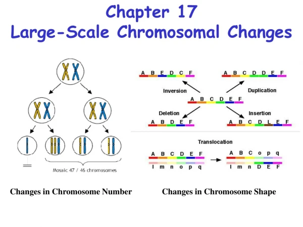 Chapter 17 Large-Scale Chromosomal Changes