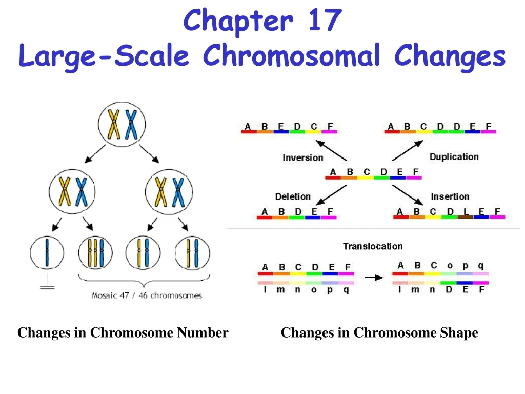 chapter 17 large scale chromosomal changes
