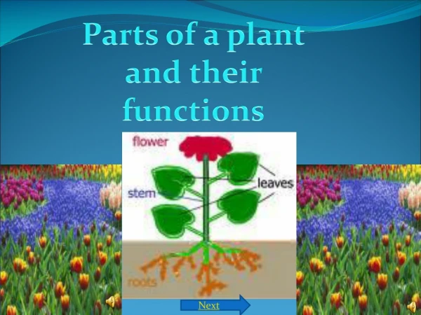 Parts of a plant and their functions