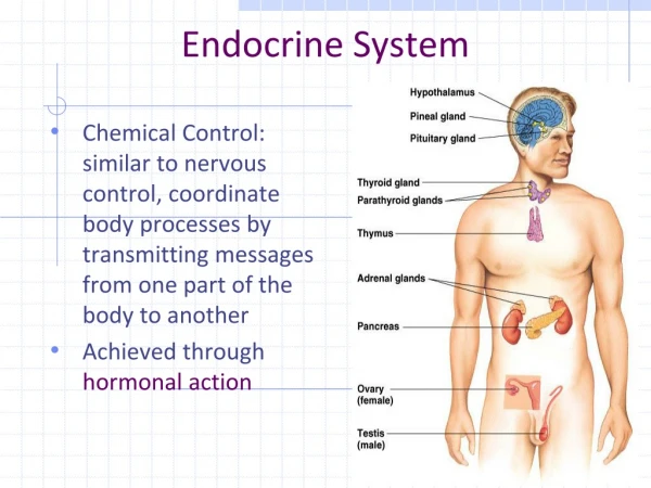 Endocrine System