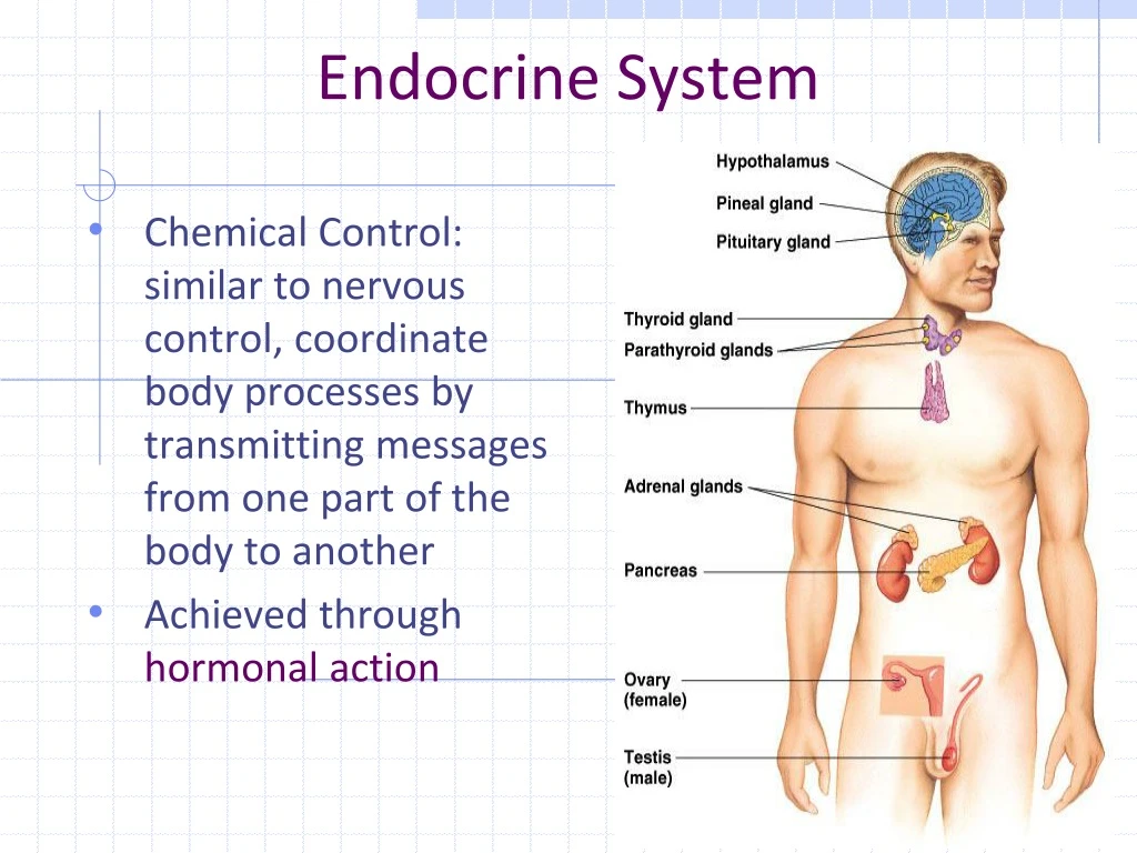 endocrine system