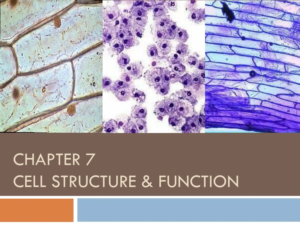chapter 7 cell structure function