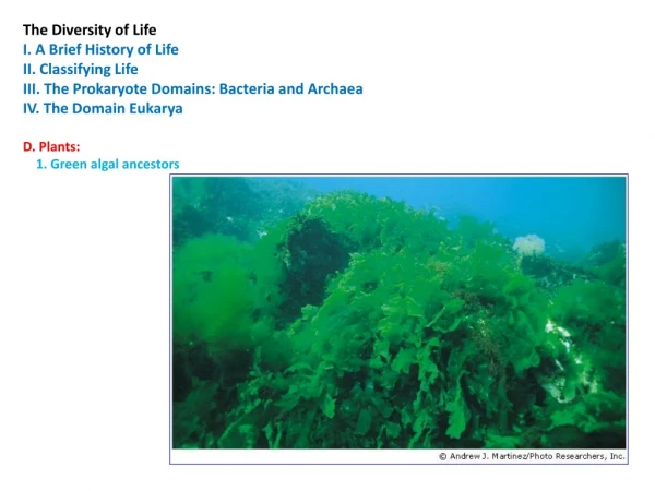 The Diversity of Life  I. A Brief History of Life II. Classifying Life