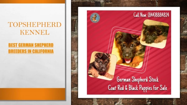 Buy Trained German Shepherd for Sale in California | Topshepherd Kennel