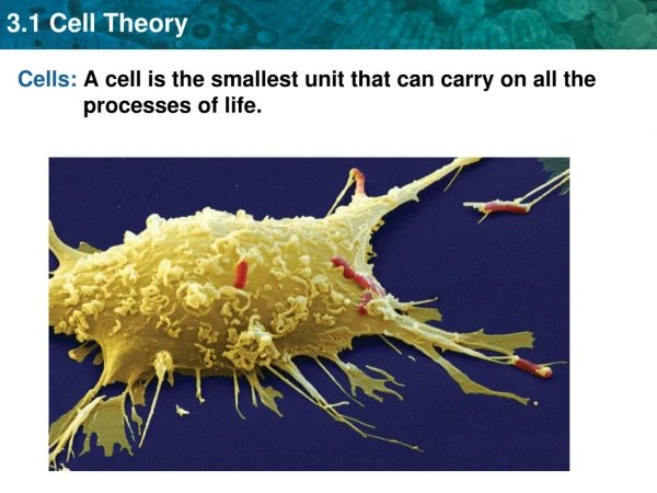 Cells:	 A cell is the smallest unit that can carry on all the processes of life.