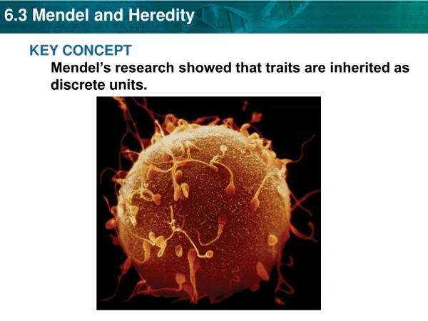 KEY CONCEPT  Mendel’s research showed that traits are inherited as discrete units.