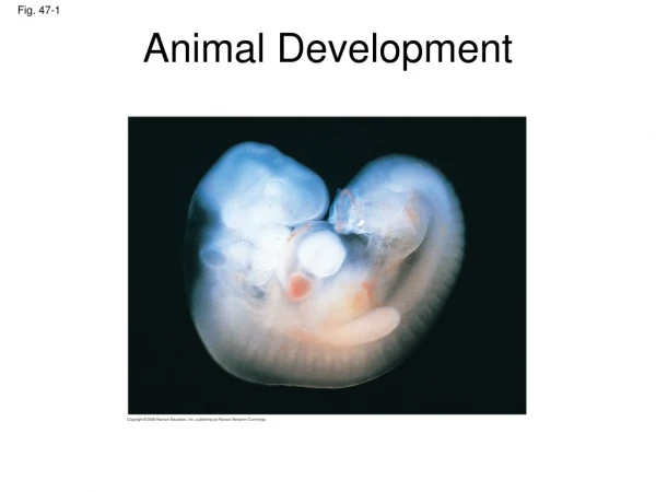 Animal Development