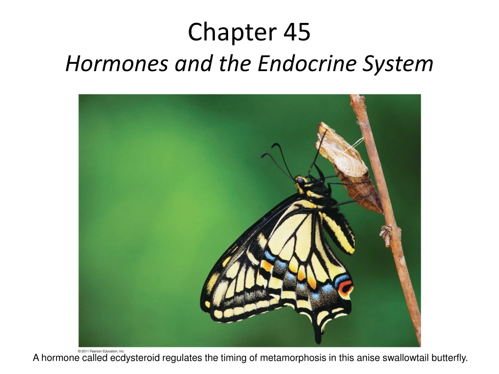 chapter 45 hormones and the endocrine system