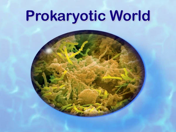 Prokaryotic World