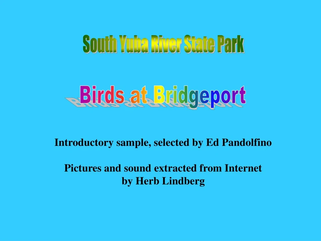 birds at bridgeport