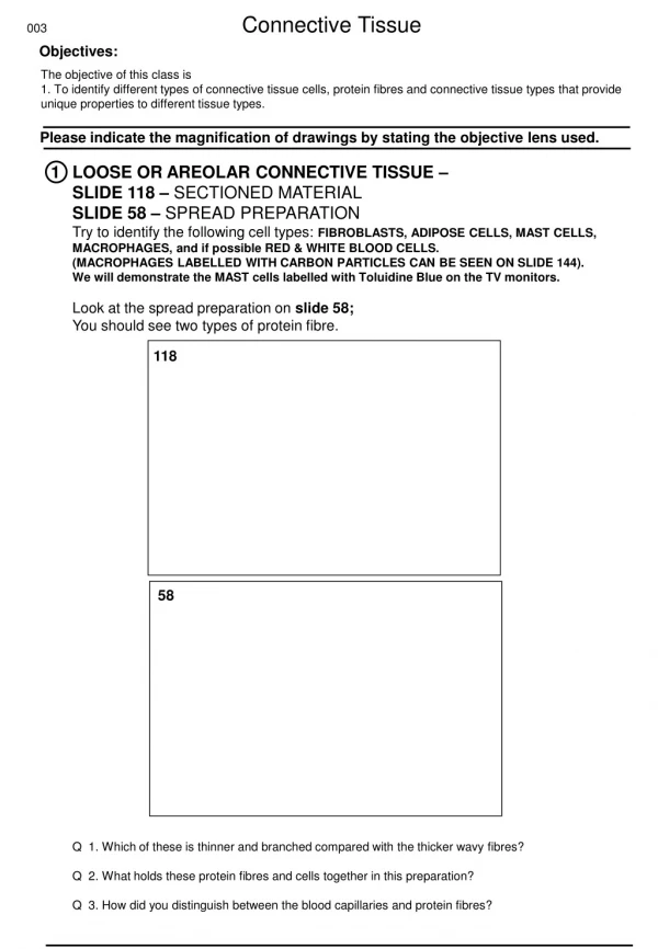 LOOSE OR AREOLAR CONNECTIVE TISSUE –  SLIDE 118 –  SECTIONED MATERIAL