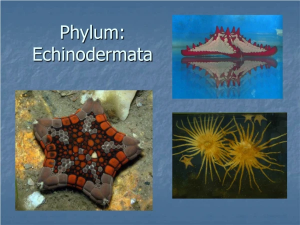 Phylum:  Echinodermata