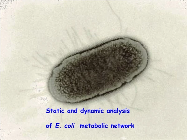 Static and dynamic analysis of  E. coli   metabolic network