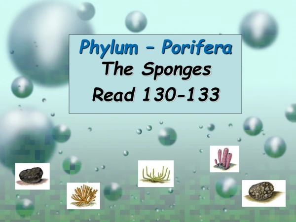 Phylum – Porifera The Sponges Read 130-133