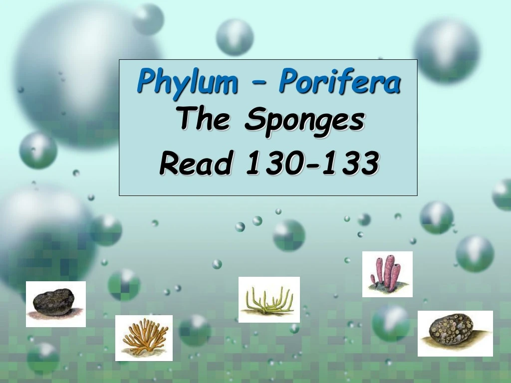 phylum porifera the sponges read 130 133