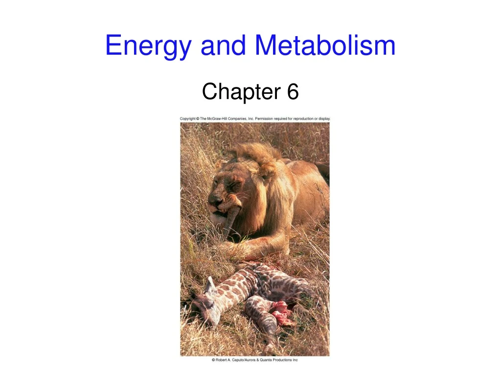 energy and metabolism