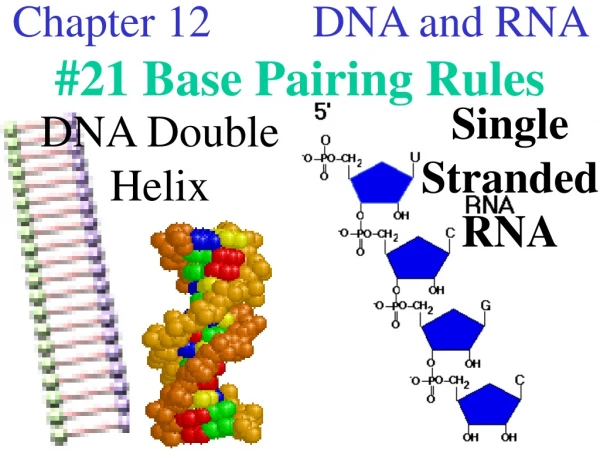 Chapter 12         DNA and RNA  #21 Base Pairing Rules