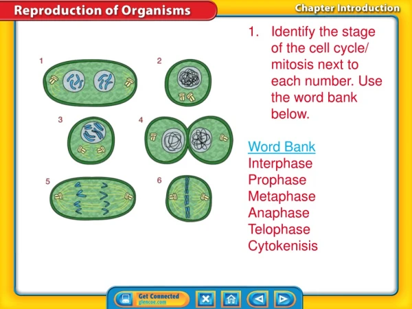 Identify the stage of the cell cycle/ mitosis next to each number. Use the word bank below.
