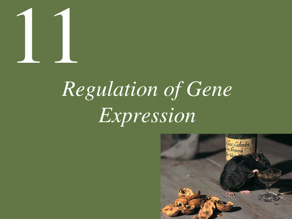 regulation of gene expression