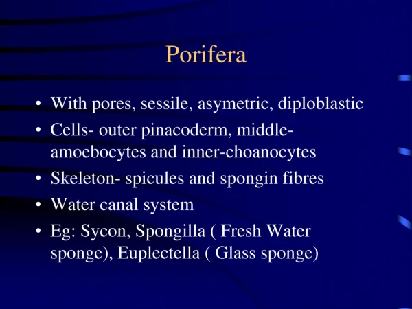 Porifera