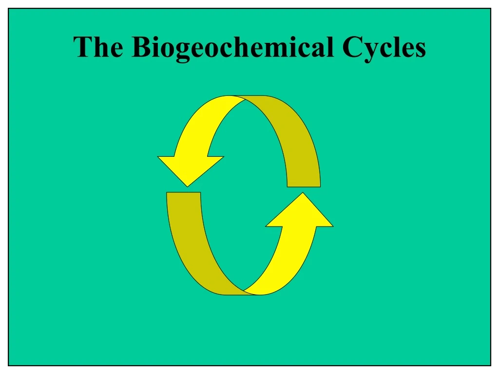 the biogeochemical cycles