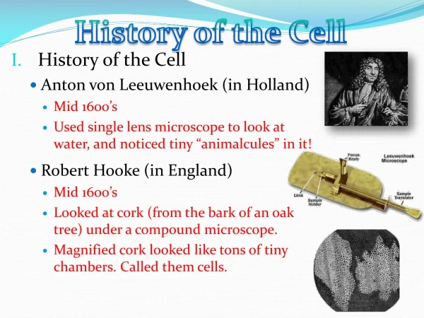 History of the Cell Anton von Leeuwenhoek (in Holland) Mid 1600’s