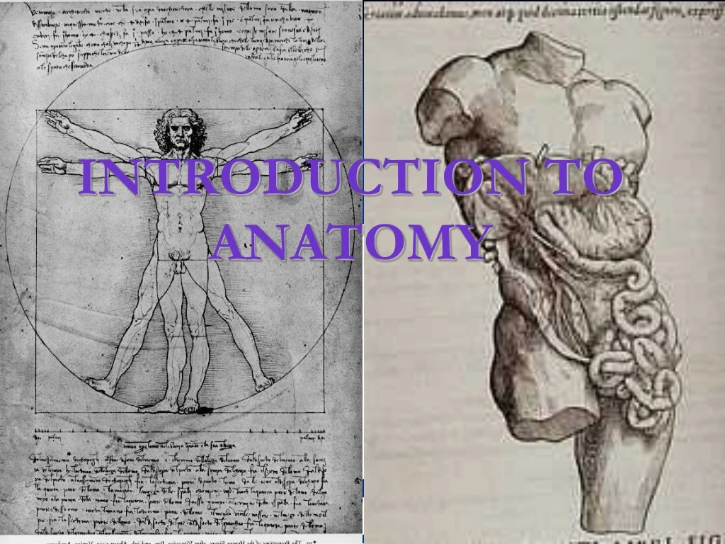 introduction to anatomy