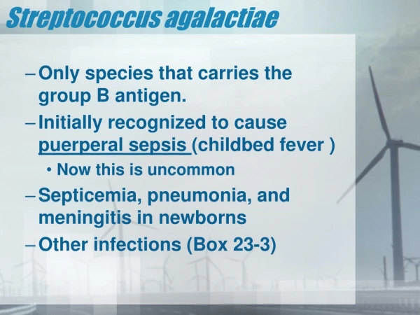 Streptococcus agalactiae