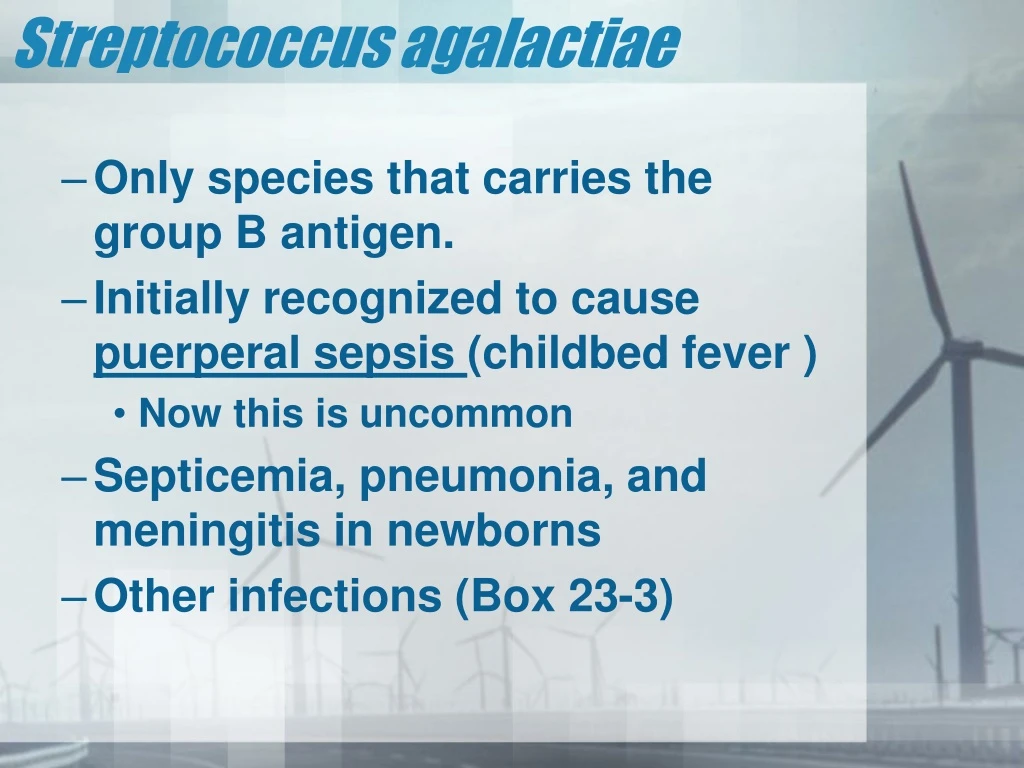 streptococcus agalactiae