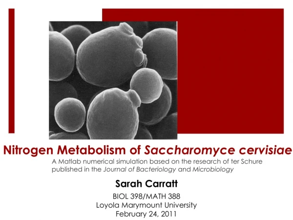 Nitrogen Metabolism of  Saccharomyce cervisiae