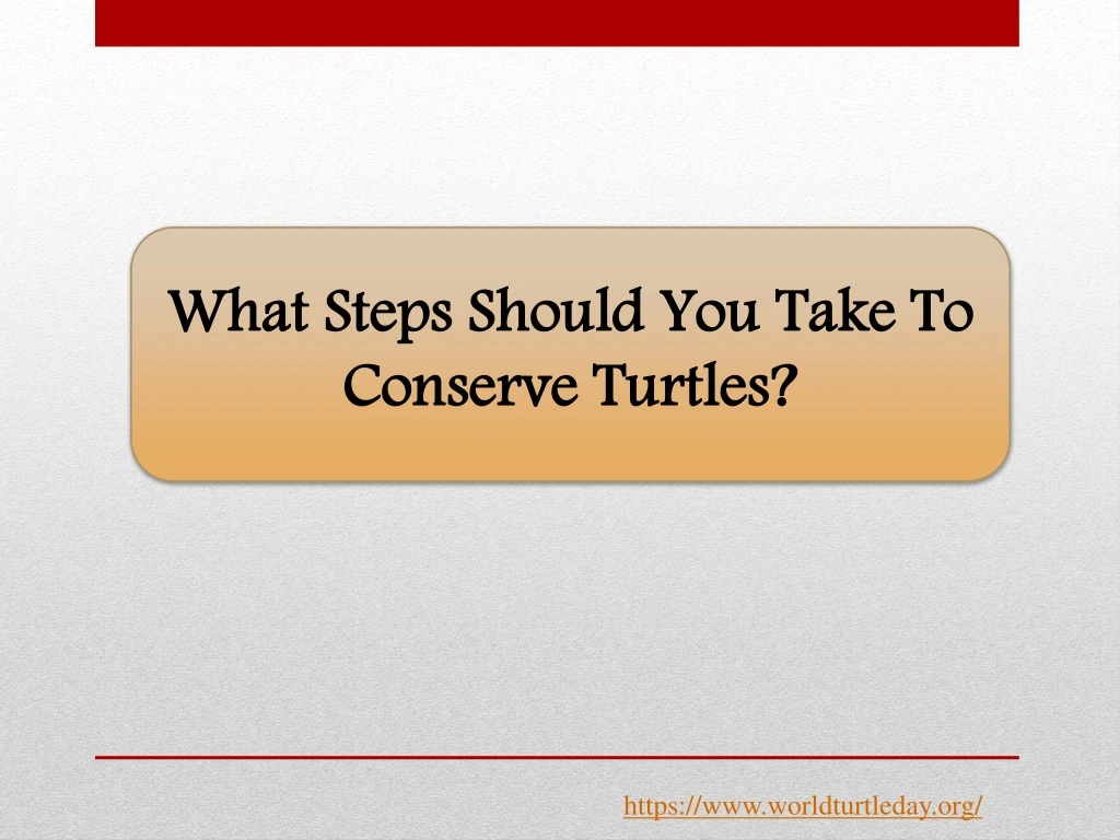 what steps should you take to conserve turtles