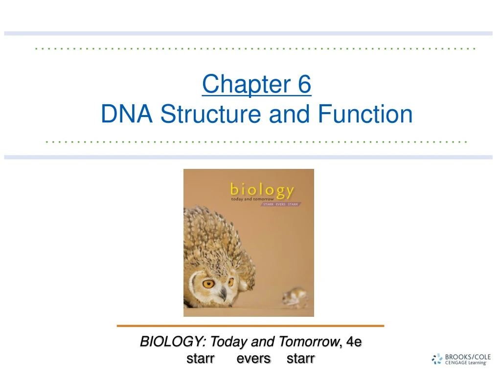 chapter 6 dna structure and function