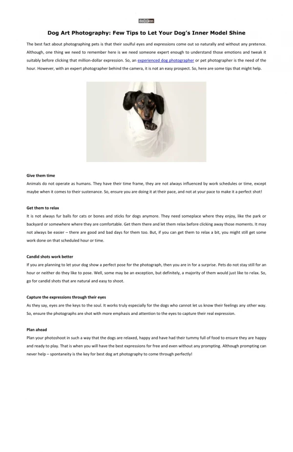 Dog Art Photography: Few Tips to Let Your Dog’s Inner Model Shine
