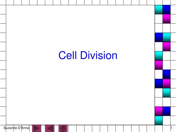 Cell Division