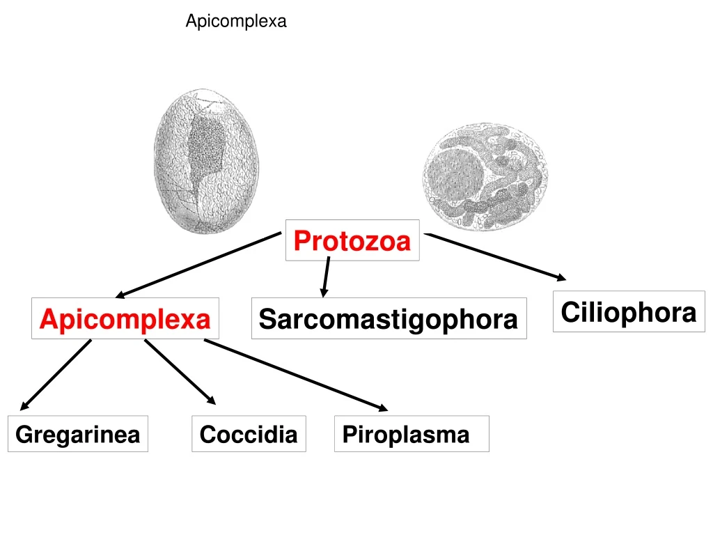 apicomplexa