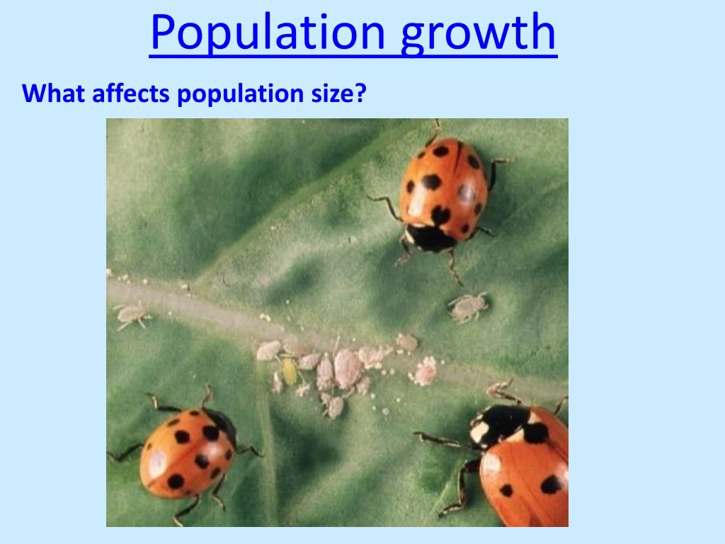 population growth