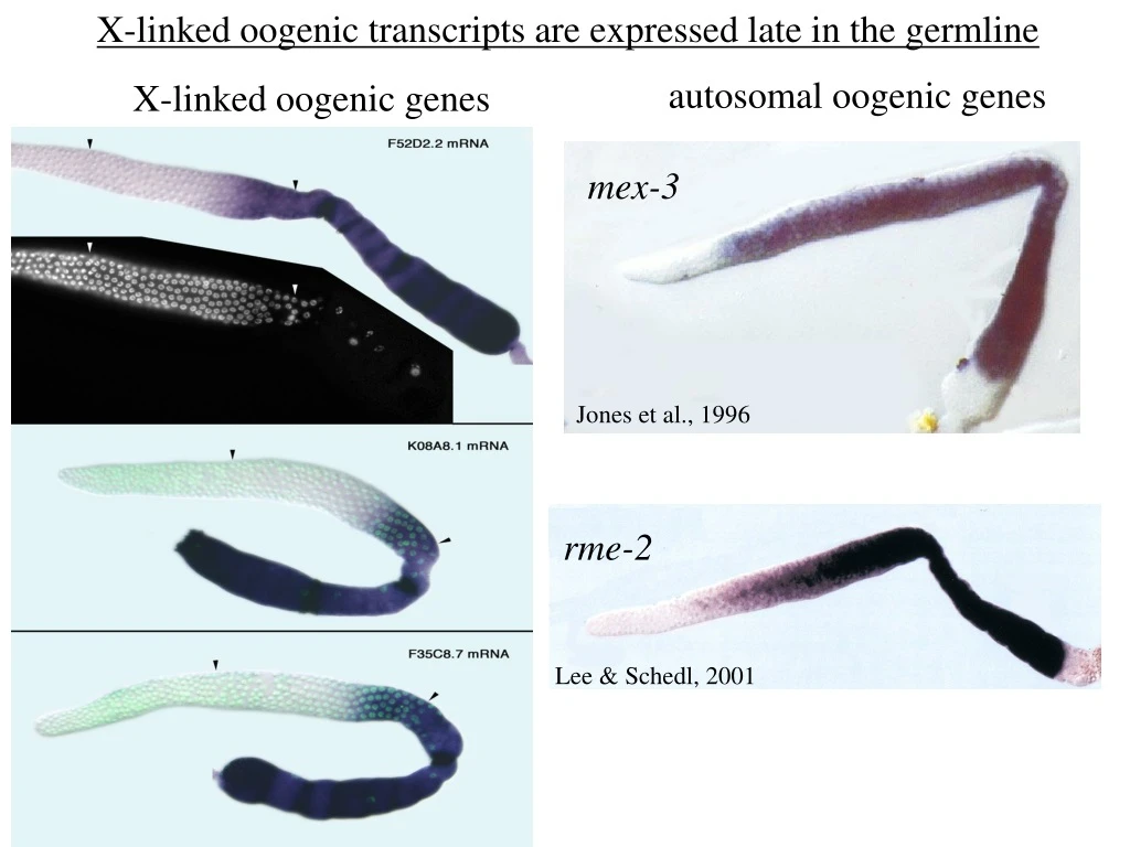 x linked oogenic transcripts are expressed late