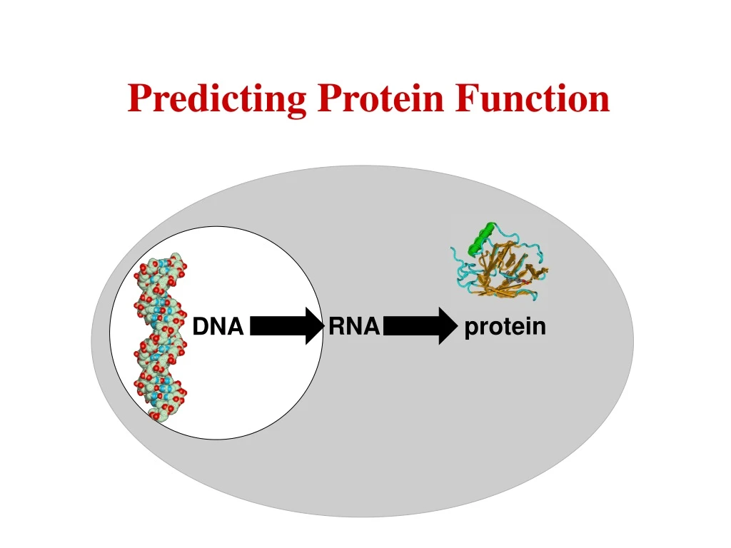 predicting protein function