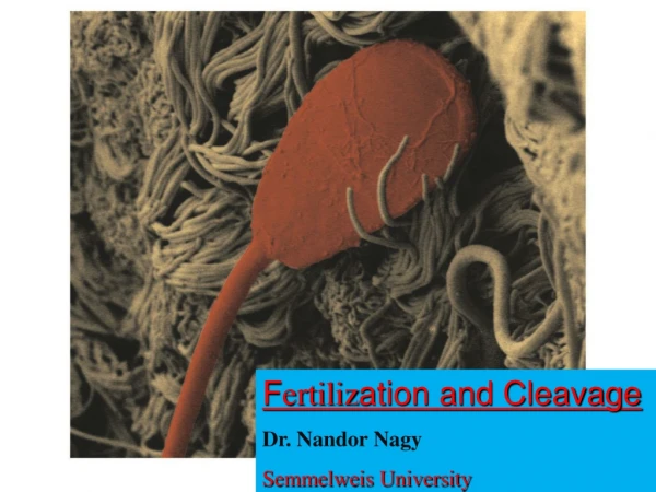 F ertiliz ation and Cleavage Dr. Nandor Nagy Semmelweis University