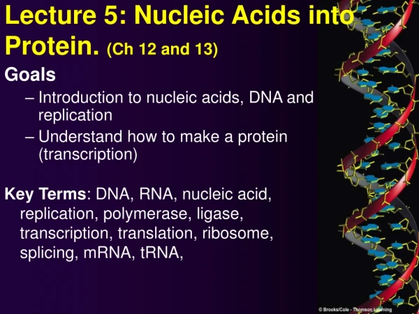 Lecture 5: Nucleic Acids into Protein.  (Ch 12 and 13)