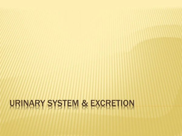 Urinary system &amp; Excretion