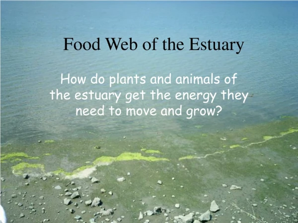 Food Web of the Estuary