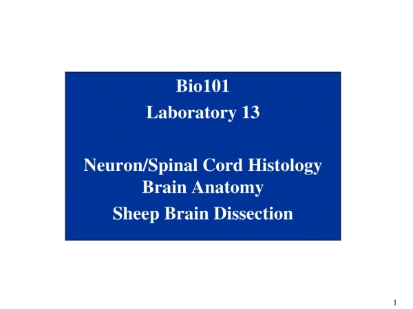 Bio101 Laboratory 13 Neuron/Spinal Cord Histology Brain Anatomy Sheep Brain Dissection