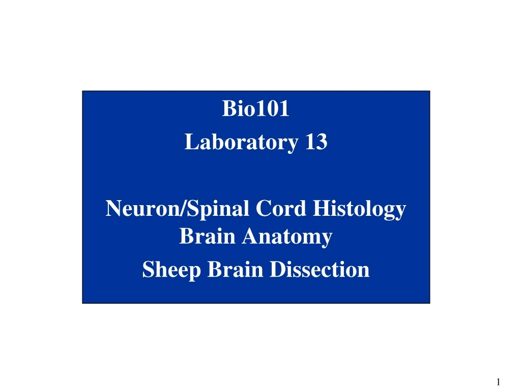 bio101 laboratory 13 neuron spinal cord histology brain anatomy sheep brain dissection