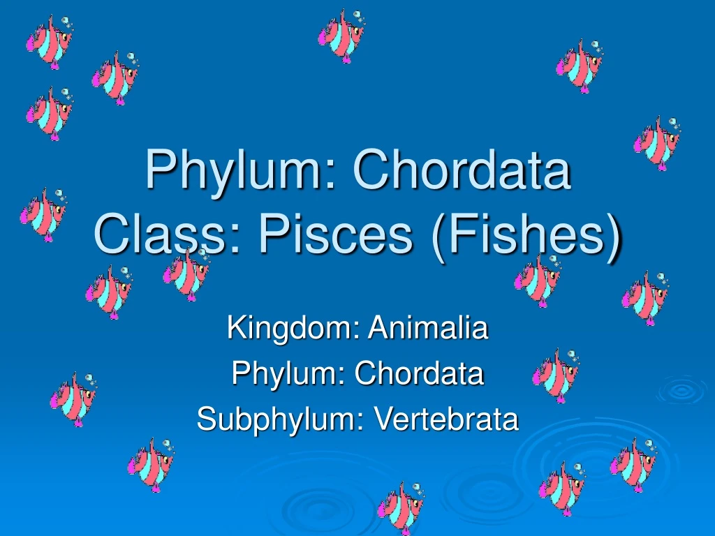 phylum chordata c lass pisces fishes